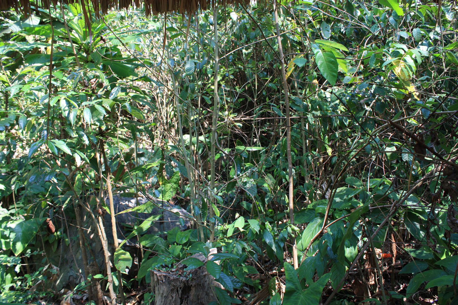 Impressions of Koh Rong in 2010