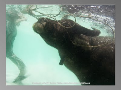 Wonderful things to see in Cambodian waters