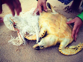 Turtle rescued at the Sunset Beach