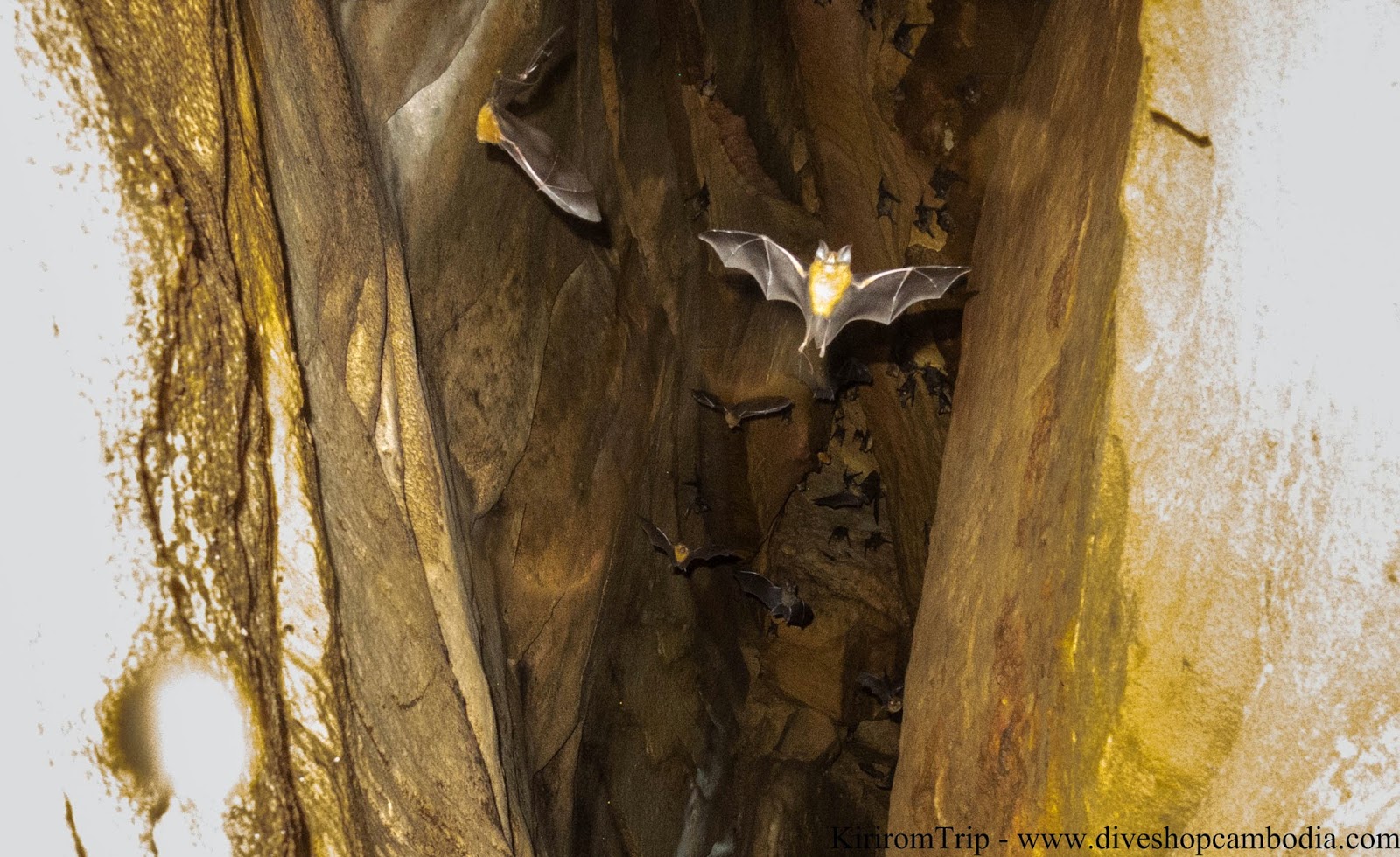 Cave Hunting in the Kirirom National Park