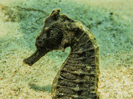 Sunset Beach Jetty Dive