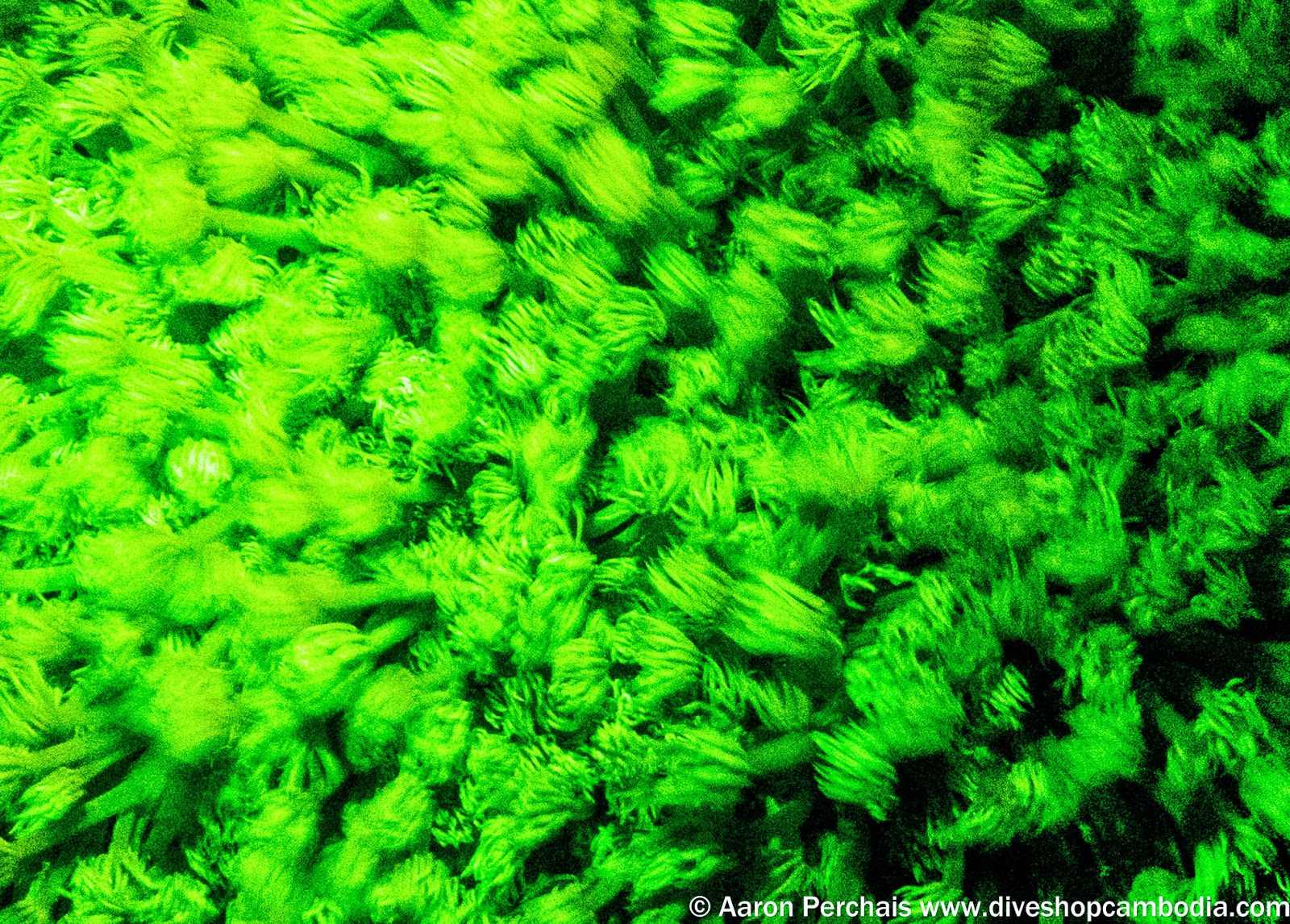Biofluorescent night diving