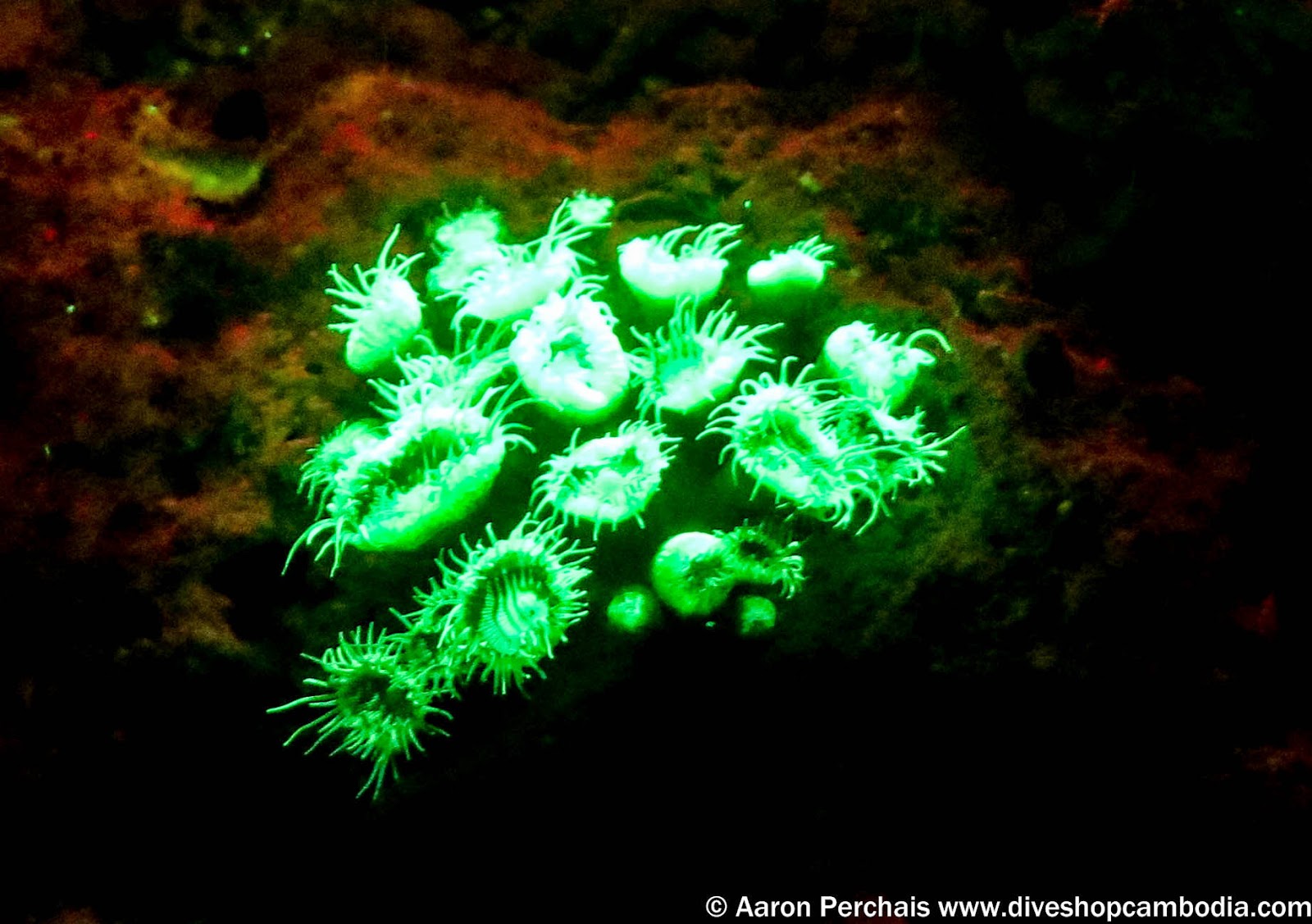 Biofluorescent night diving