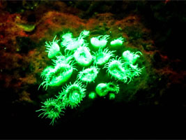 Biofluorescent night diving