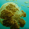 Jellyfish