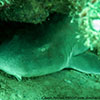 Nurseshark