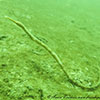 Pipefish