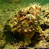 Poisonous Scorpionfish