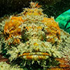 Scorpionfish