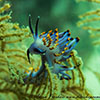 Flabellina