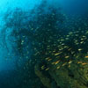 Huge coral growth