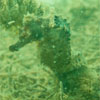 Seahorse