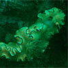 Nudibranch