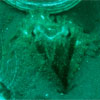 Pigmy Octopus