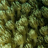 Softcoral