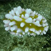 Nudibranch