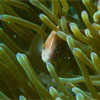 Eastern Skunk Anemonefish/Amphiprion sandaracinos