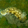 Nudibranch