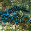 Nudibranch