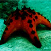 Horned Sea Star