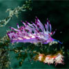 Nudibranch