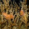 Nudibranches