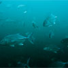 Big-eye Trevally/Caranx sexfasciatus