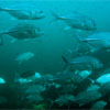 Big-eye Trevally/Caranx sexfasciatus