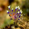 Flabellina