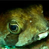 Porcupine Fish