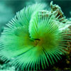 Christmastree Worm