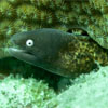 White-eyed Morayeel