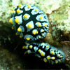 Nudibranch