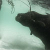 Waterbuffalo at Koh Rong