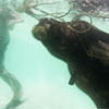 Waterbuffalo in Confined Water