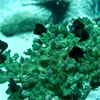 Damselfish