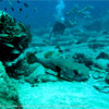 Porcupinefish