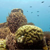 Perfect visibility on Cambodias reefs