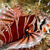 Lionfish