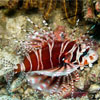 Lionfish