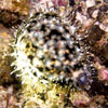 Tiger Cowrie