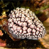 Dorid Phyllidia varicosa/elegans