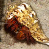 Hermit Crab