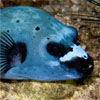 Blue Pufferfish