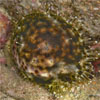 Tiger cowrie