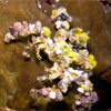 Decorator crab Koh Pulau Weh