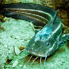 Coral Catfish