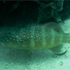 Spotted Grouper/Plectropomus maculatus