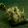 Filefish