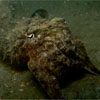 Cuttlefish